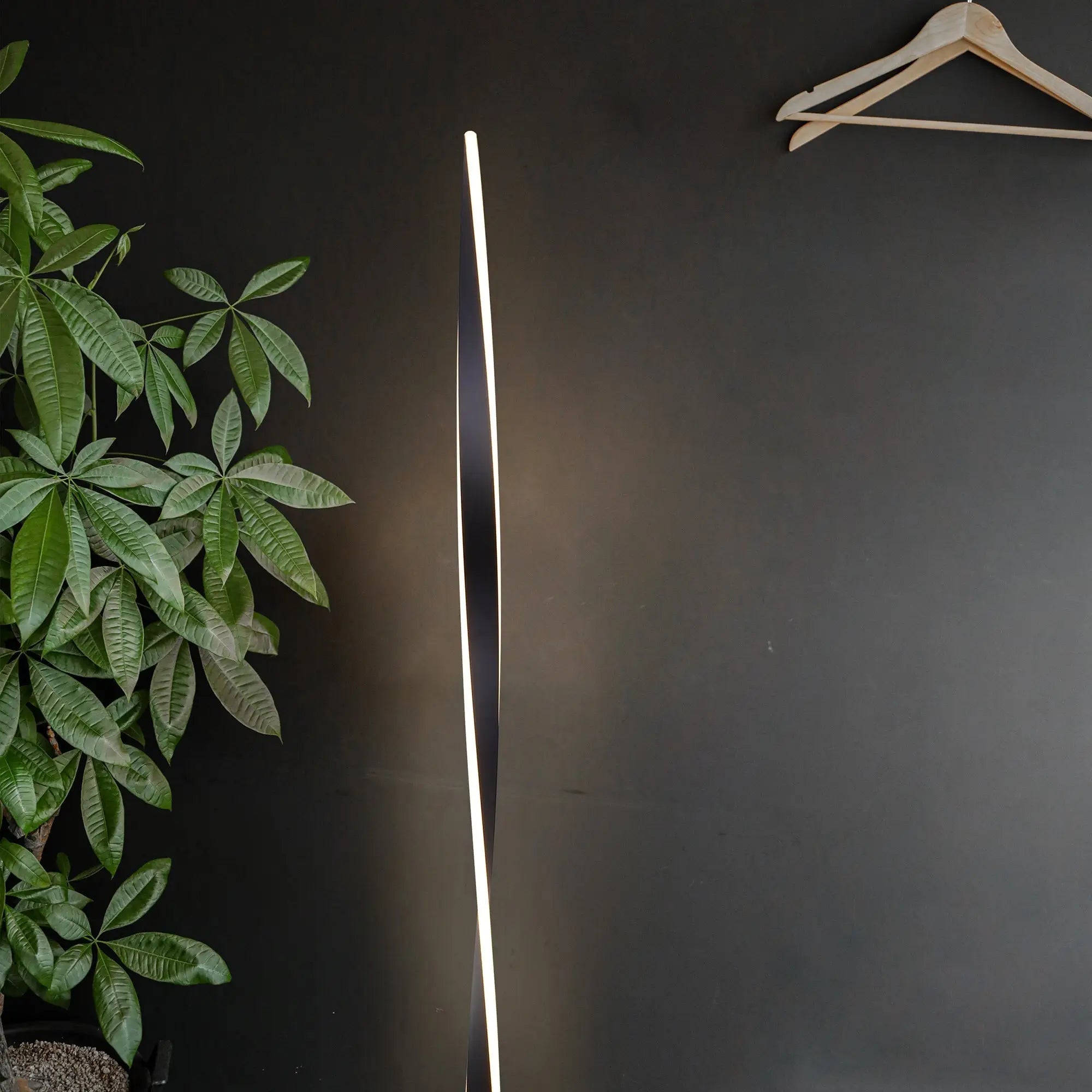 Enhalus Led Floor Lamp - Black Lexi Lighting